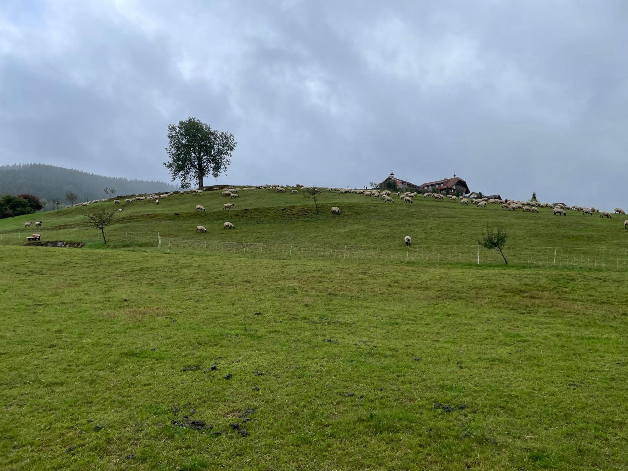 Am Baumgarten Baiersbronn Buitenkant foto